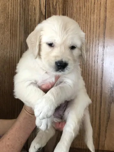 Filhote de Golden Retriever O Companheiro Que Vai Conquistar Seu Coração