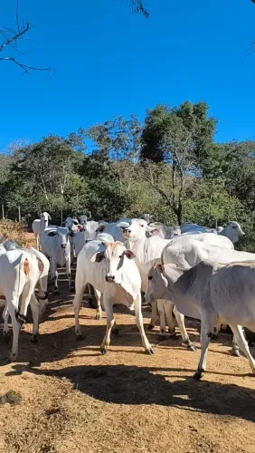 26 Novilhas Nelore Extra