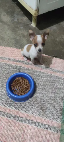 Filhote de pinscher
