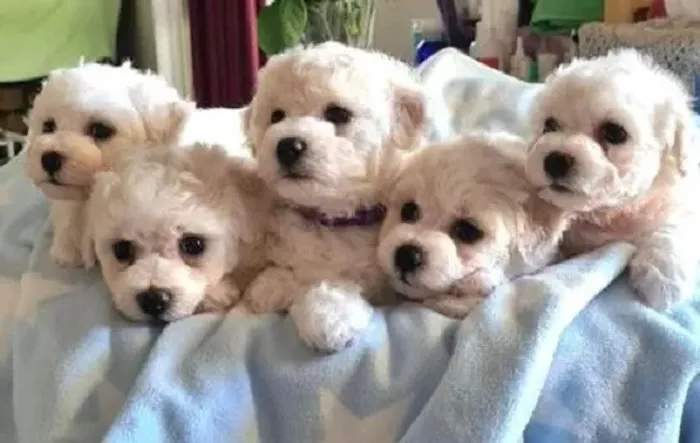 lindos lhasa x shitzu so 500