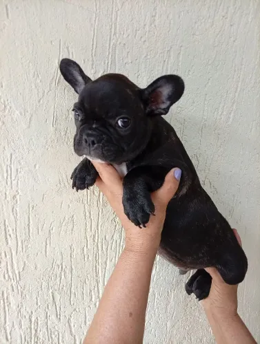 Filhote de Bulldog francês macho