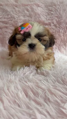 Feminha de shih-tzu disponível 