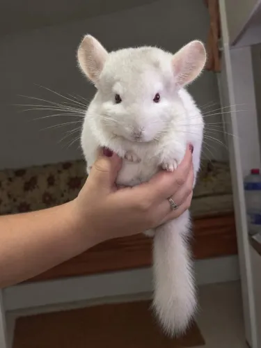 Filhote de Chinchila