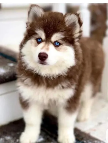 Husky siberiano saudavel 
