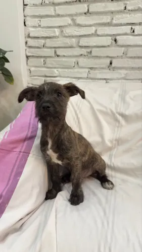ADOTA-SE TUNICO