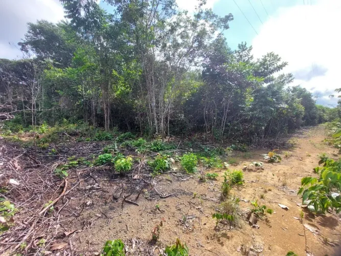 Terreno pro seua sonhos de uma chácara