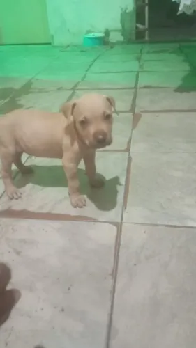 Vendo filhote de pitbull