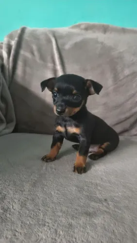Pinscher n 1 pronta a entrega