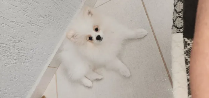 Filho Macho Lulu da Pomerania Anão