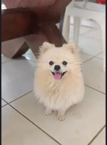  Lulu anão Spitz alemão 