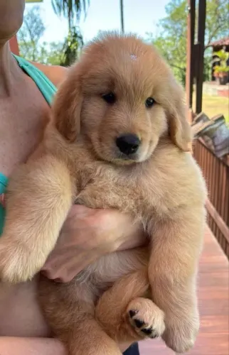 Golden Retriever companheiro