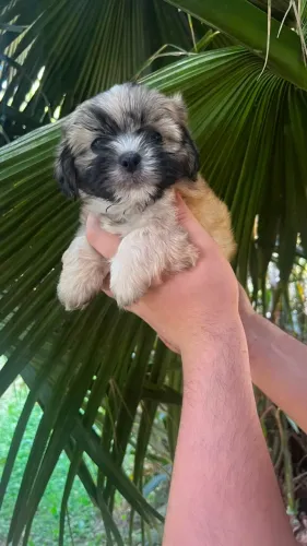 Shitzu perfeito para alegrar sua rotina