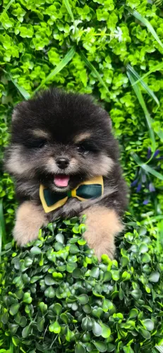 Spitz Alemão,  Lulu da Pomerânia Anão 