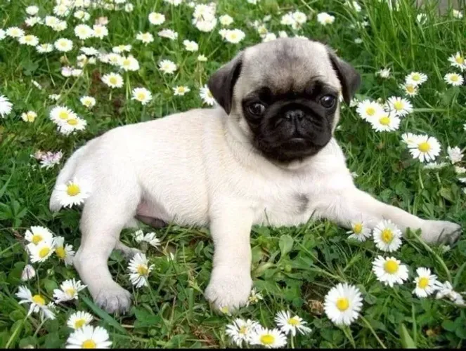 Filhotes de Pug | Muito alegre.