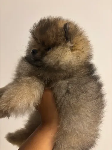 Spitz alemão -Lulu da pomerania 