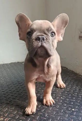 Filhote de Bulldog Francês Exótico