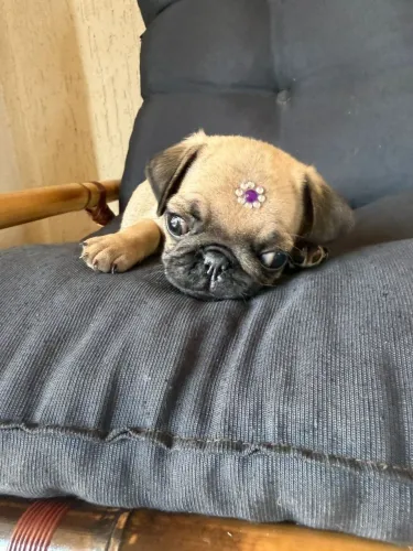 Pug