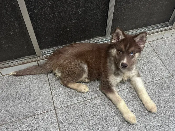 Husky a venda 