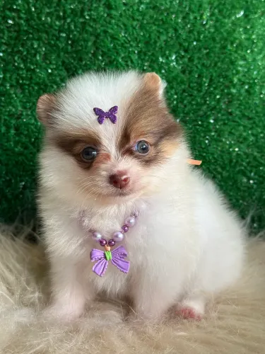 Lulu da Pomerânia anão 