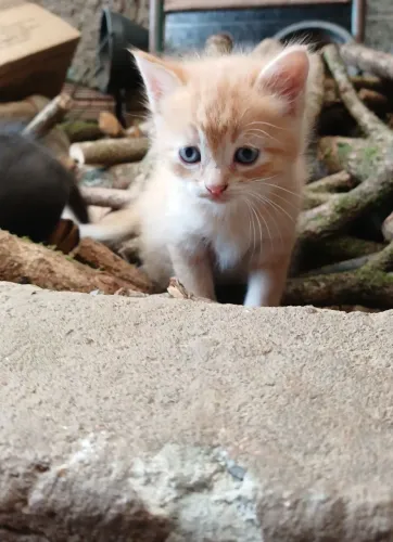 Doação de gatinhos