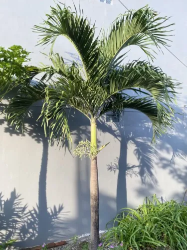 Palmeira VEITCHIA