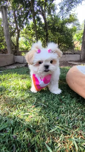 Shihtzu Mini fêmea 