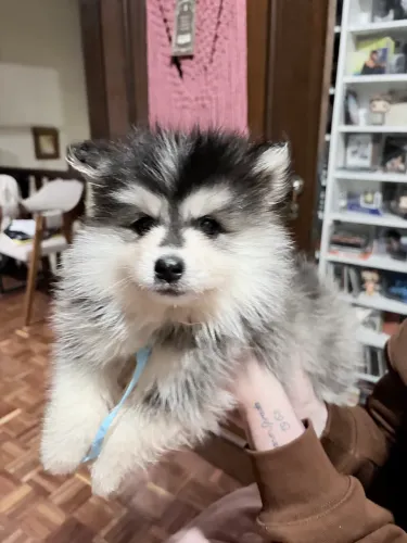 Filhote Pomsky Disponível