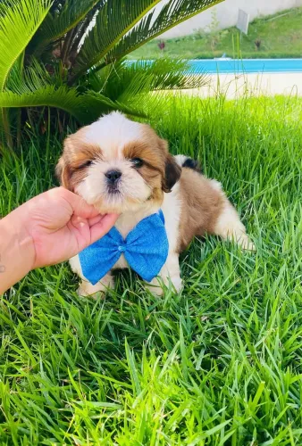 Shitzu macho 