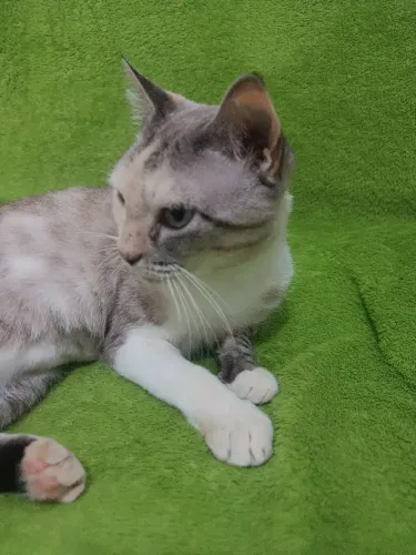 Doação castrada 9 meses 