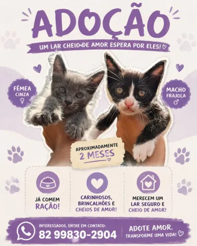 Gatos para adoção