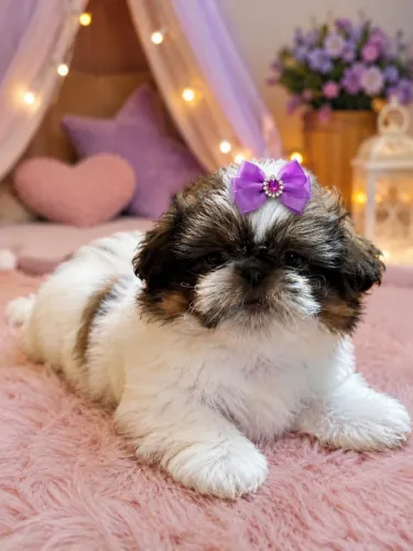 Shih tzu fêmea perfeitinha mini 