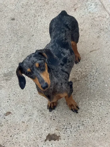 Cachorro 
