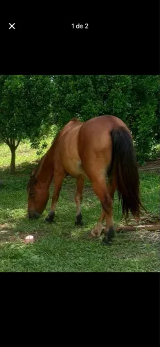 Vendo casal de pônei
