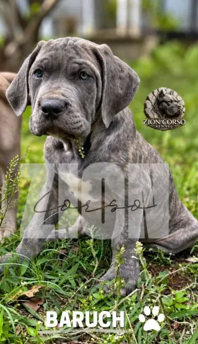 Filhote de Cane Corso Baruch - Porte Notável, Cor Diferenciada e Super Carinhoso ?