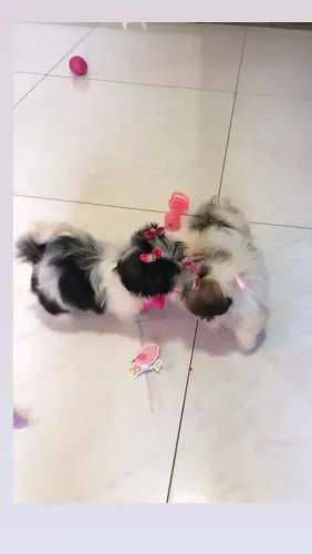 Shihtzu perfeitas lindas fêmeas