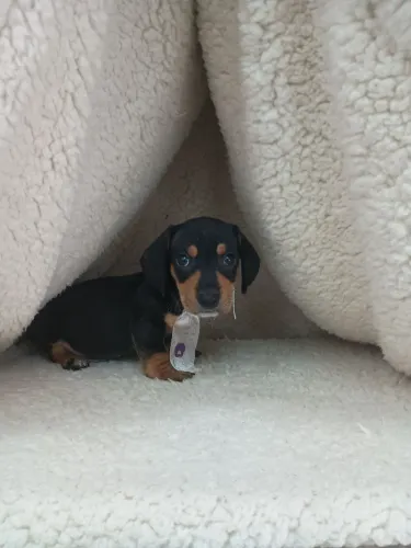 Filhote de daschund machos e fêmea