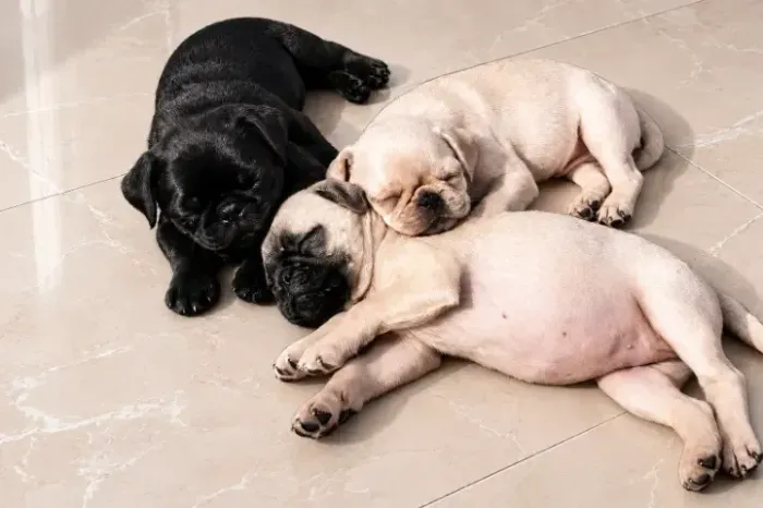Pug Filhote