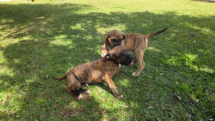 FILHOTES DE FILA BRASILEIRO (Ler a descrição)