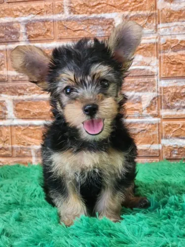 Yorkshire Terrier,Yorkshire Terrier Filhote Disponível Entrega Facilitada