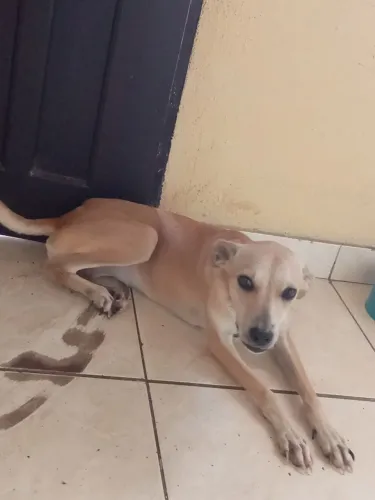 Doação cadela vacinada