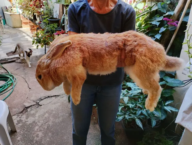 Filhotes de coelho crioulo gigante