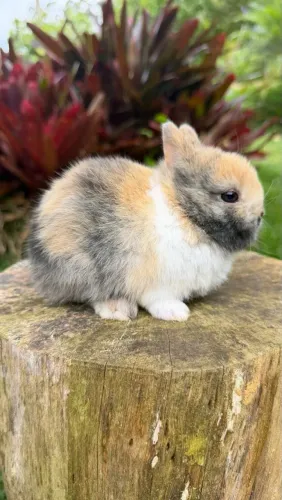 Coelho anão Netherland dwarf fêmea