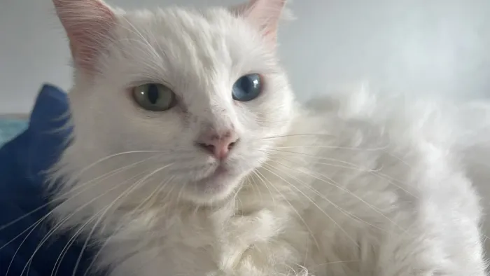 Estou doando esse lindo gato olhos azuis