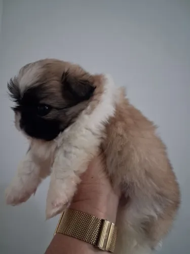 Shihtzu disponível 