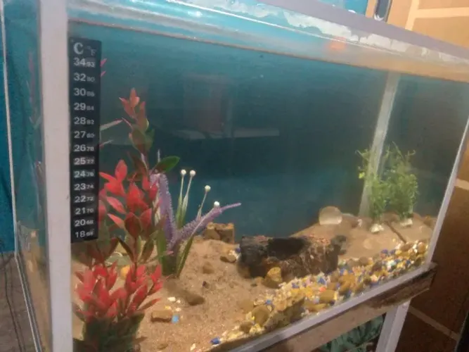 Tanque Áquario Grande