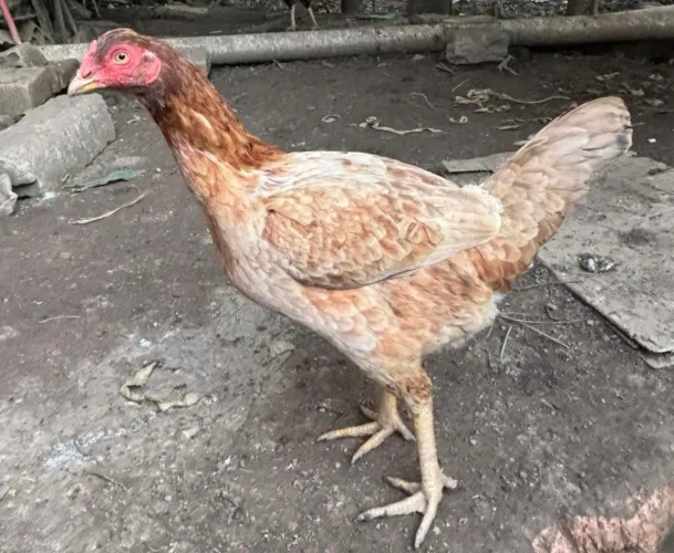 Galinhas Índias