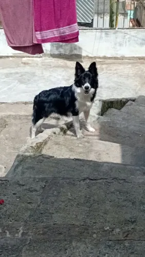 Border collie fêmea