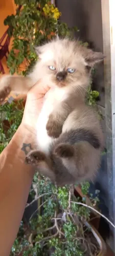 Filhote Macho Oersa X Siamês