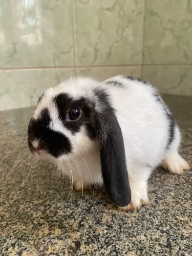 Filhote de Mini Coelho