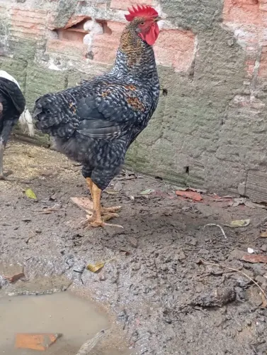 Frango pedrês pesadão novo